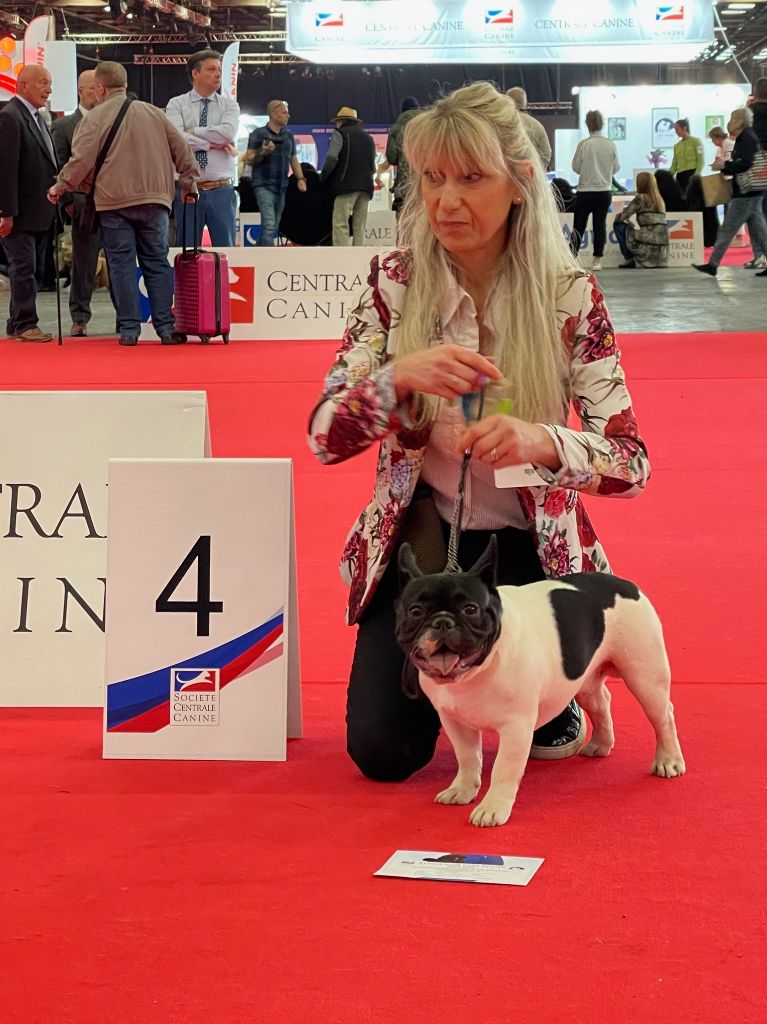 Sumotori des Révélations Du Marais - TRES PROMETTEUR