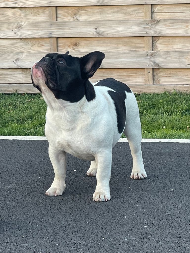 Sumotori des Révélations Du Marais - TRES PROMETTEUR