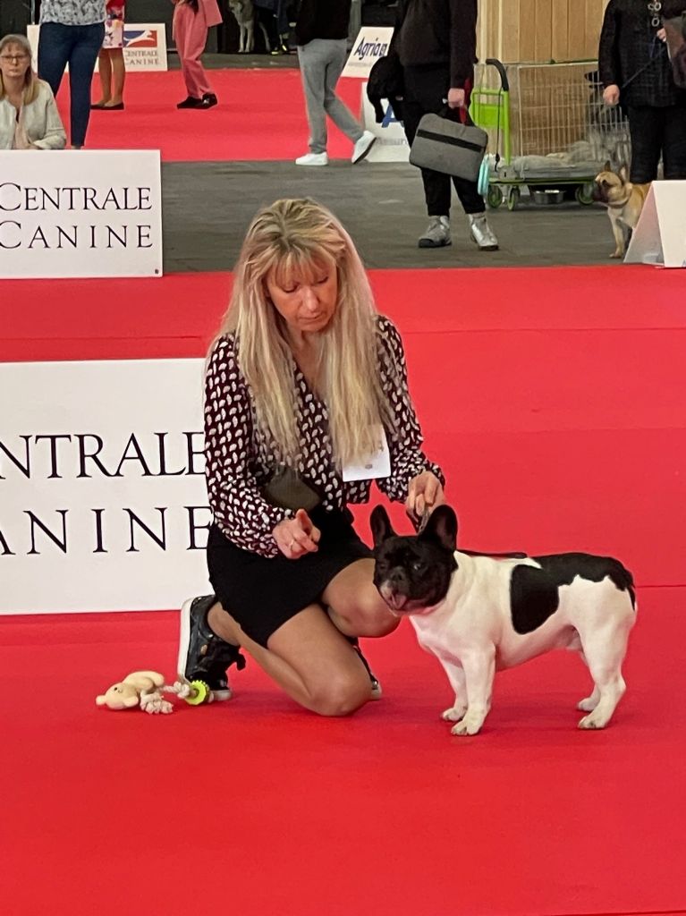 Sumotori des Révélations Du Marais - TRES PROMETTEUR