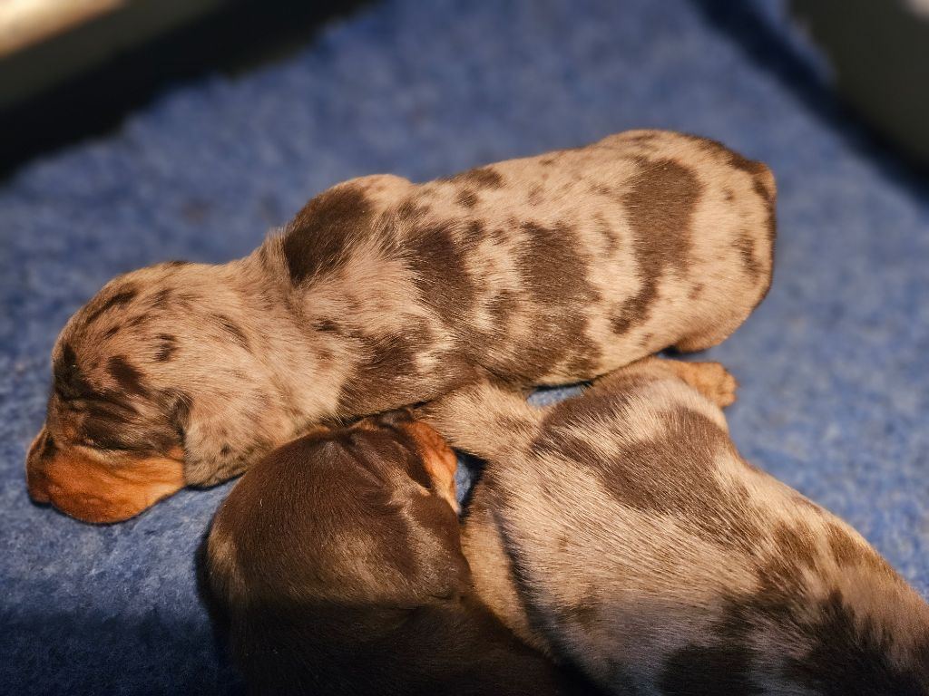 Arlequin chocolat nain