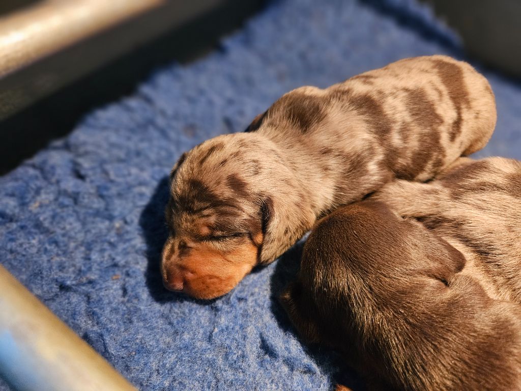 Arlequin chocolat nain