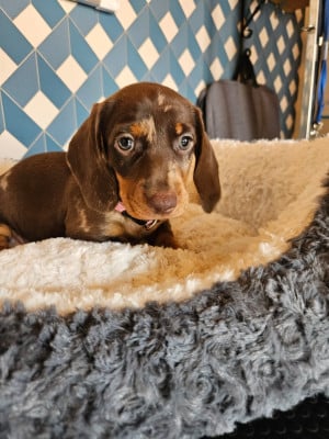 Les chiots de Teckel poil ras