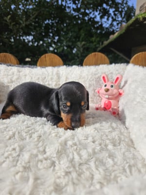 Les chiots de Teckel poil ras