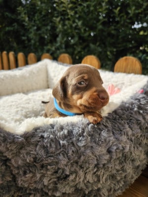 Les chiots de Teckel poil ras
