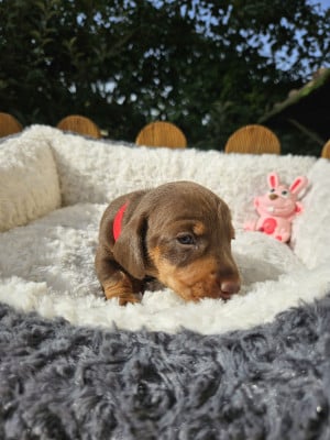 Les chiots de Teckel poil ras