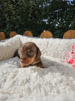 Les chiots de Teckel poil ras