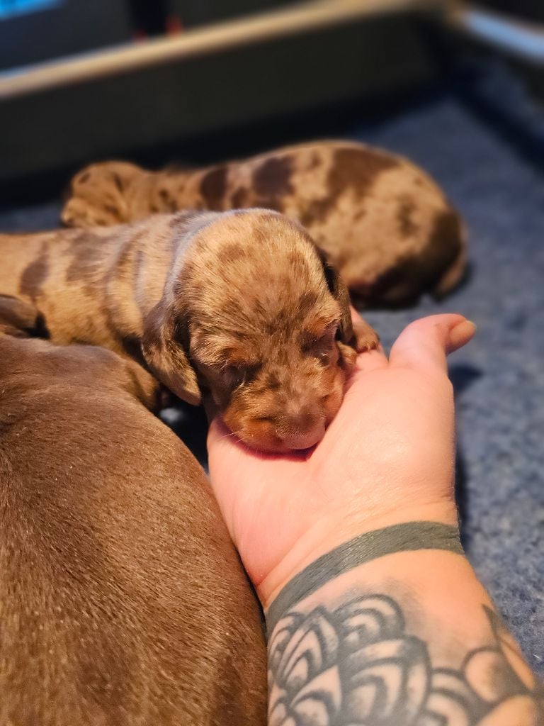 Arlequin chocolat nain