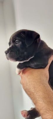 Les chiots de Staffordshire Bull Terrier