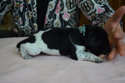 Les chiots de Braque allemand à poil court