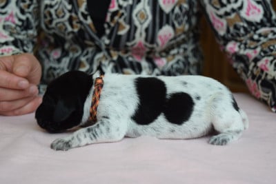 Les chiots de Braque allemand à poil court