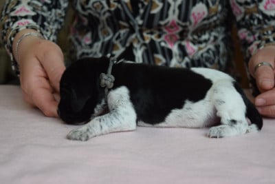 Les chiots de Braque allemand à poil court