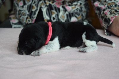 Les chiots de Braque allemand à poil court