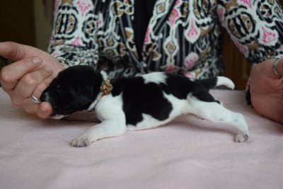 Les chiots de Braque allemand à poil court