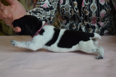 Les chiots de Braque allemand à poil court