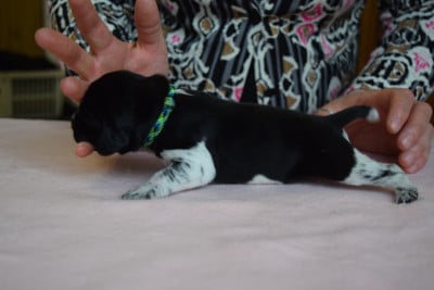 Les chiots de Braque allemand à poil court