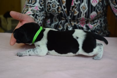 Les chiots de Braque allemand à poil court