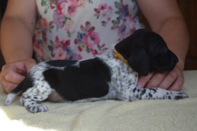 Les chiots de Braque allemand à poil court