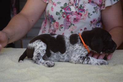 Les chiots de Braque allemand à poil court