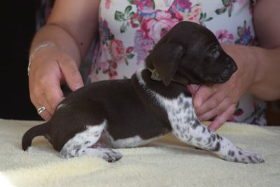 Les chiots de Braque allemand à poil court