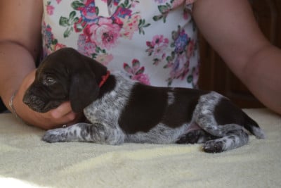 Les chiots de Braque allemand à poil court