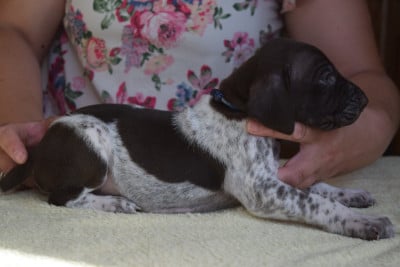 Les chiots de Braque allemand à poil court