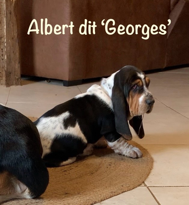 ALBERT DIT GEORGES