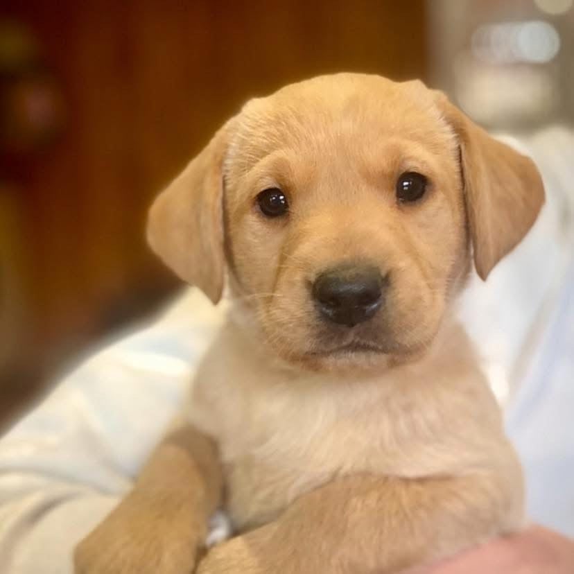 Labrador Retriever - du Domaine De La Rebeyrie