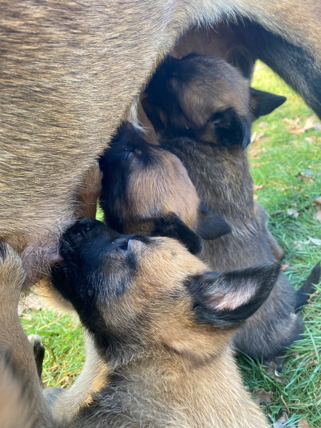 Berger Belge - du Domaine De La Rebeyrie
