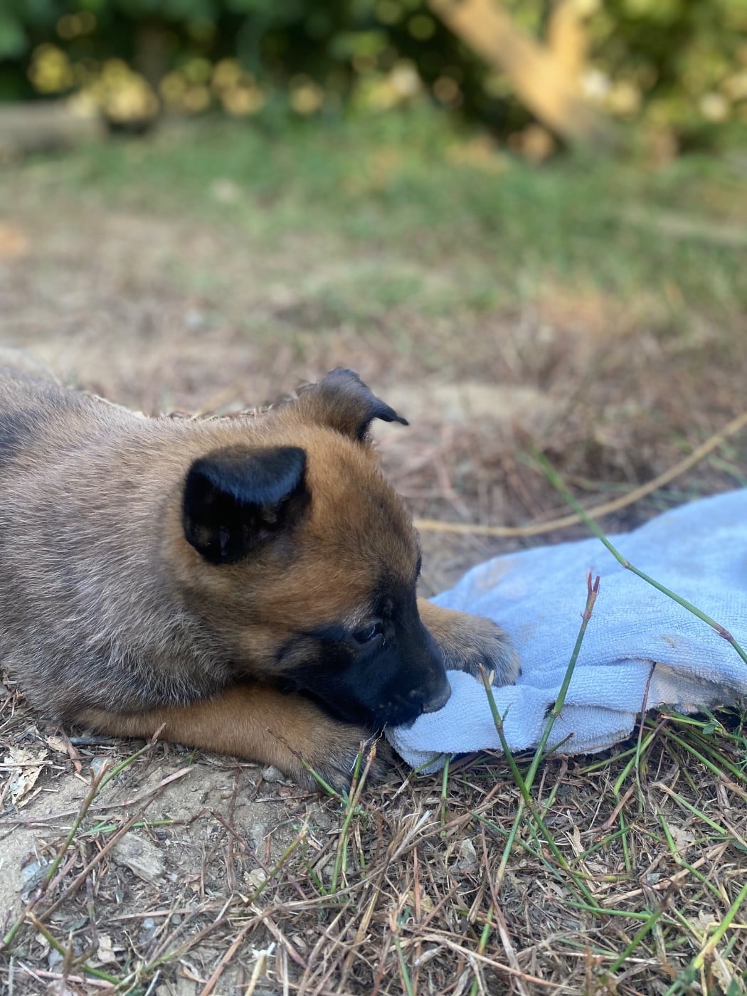 Chiot N°6