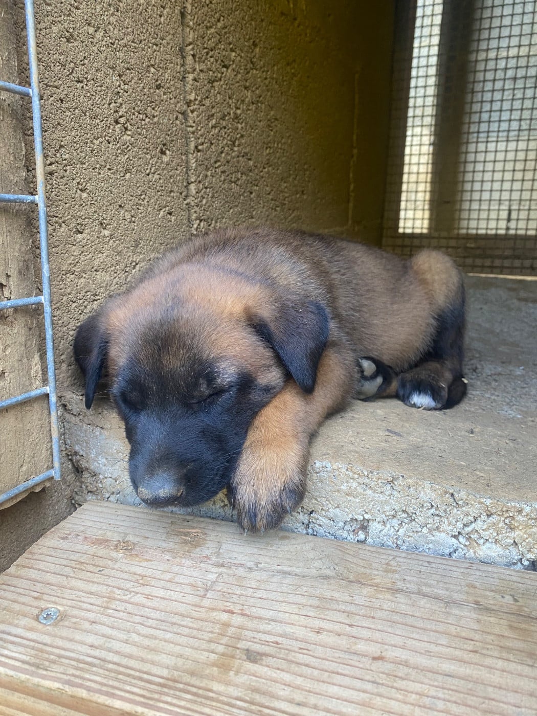 Chiot N°8