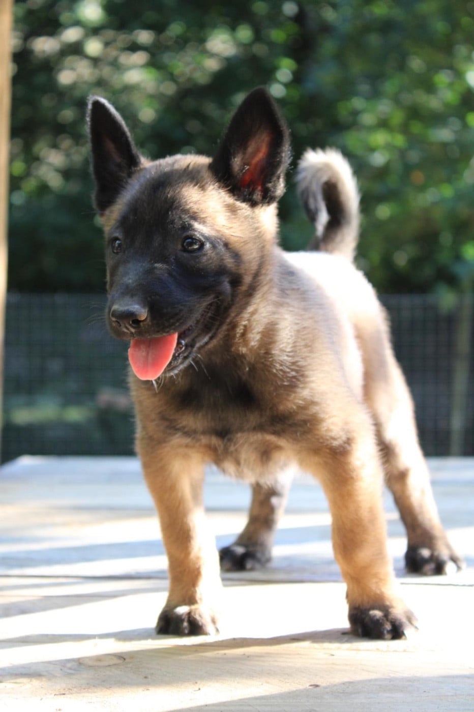 Chiot N°6