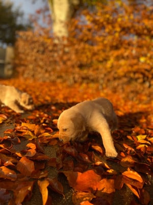 Les chiots de Labrador Retriever
