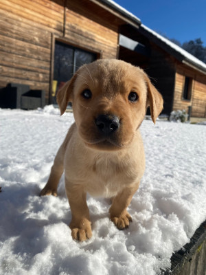 Les chiots de Labrador Retriever