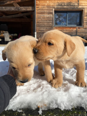 Les chiots de Labrador Retriever