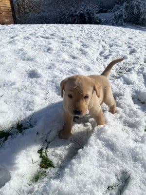 Les chiots de Labrador Retriever