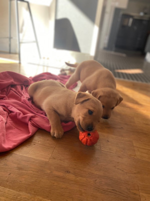 Les chiots de Labrador Retriever