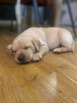 Les chiots de Labrador Retriever