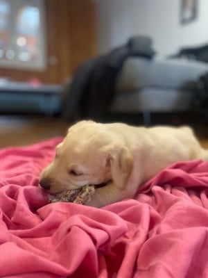 Les chiots de Labrador Retriever