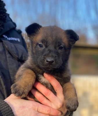 Les chiots de Berger Belge