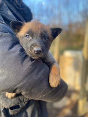 Les chiots de Berger Belge