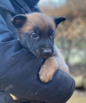 Les chiots de Berger Belge
