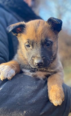 Les chiots de Berger Belge