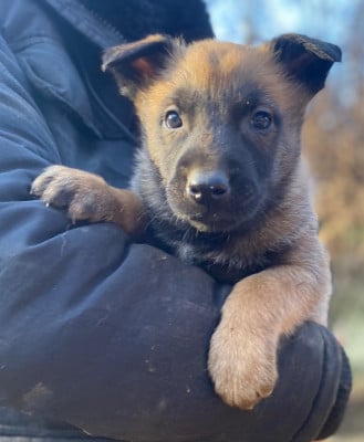 Les chiots de Berger Belge