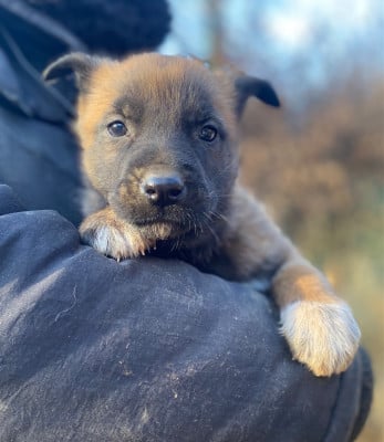 Les chiots de Berger Belge