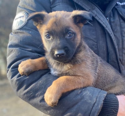 Les chiots de Berger Belge