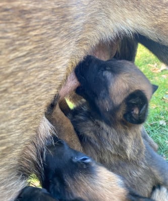 Les chiots de Berger Belge