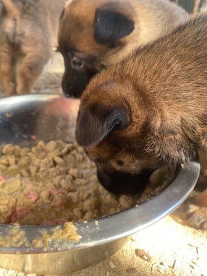 Les chiots de Berger Belge