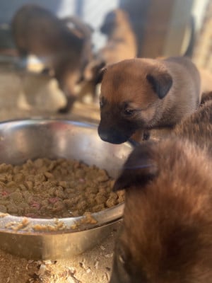 Les chiots de Berger Belge