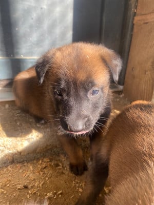 Les chiots de Berger Belge