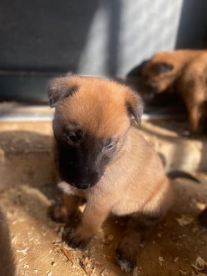 Les chiots de Berger Belge